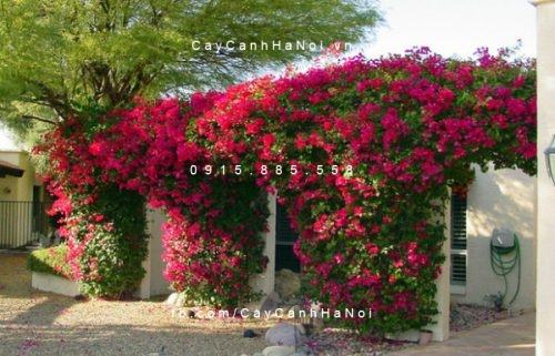 cây hoa giấy đẹp nhất việt nam cây hoa giấy đẹp nhất việt nam