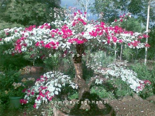 cây hoa giấy đẹp nhất việt nam cây hoa giấy đẹp nhất việt nam