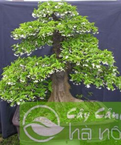 Cây Hoa Ngàn Sao
