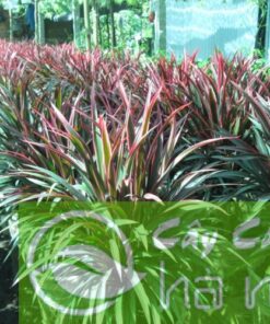 Cây Ánh Dương cây bụi