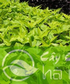 Cây Bạch Trạng Cây Vồn Hoa