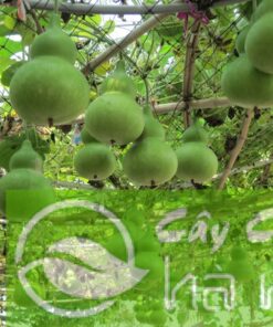 Cây Giàn Leo Bầu Hồ Lô