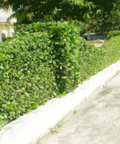 Cây Ắc ó Cây Hàng Rào