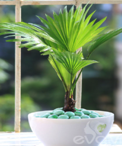 Cọ Kiểng Bỏ Chậu