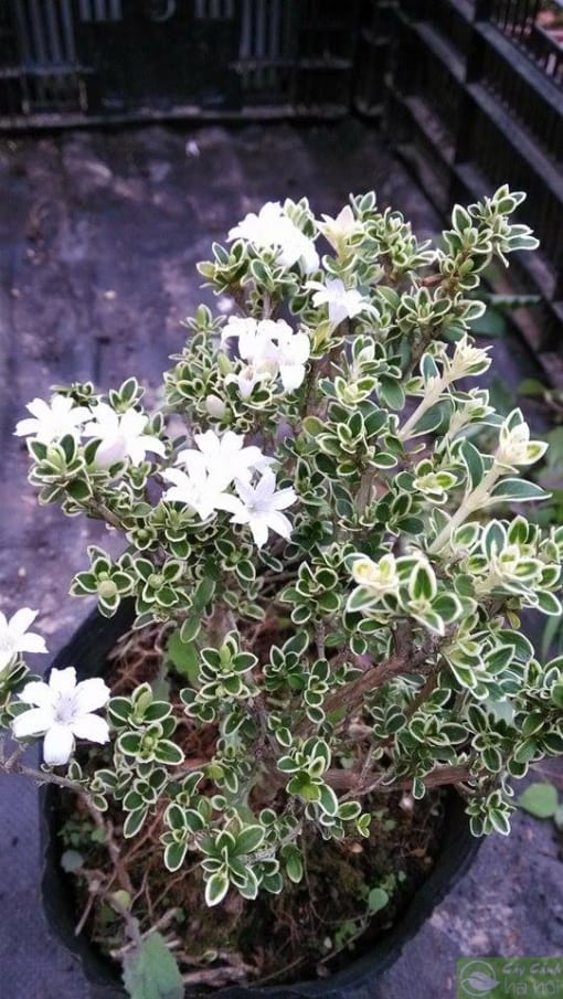 cây bạch tuyết mai