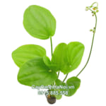 Cây Bách Thủy Tiên