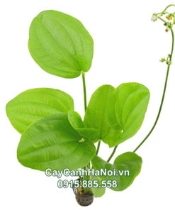 Cây Bách Thủy Tiên