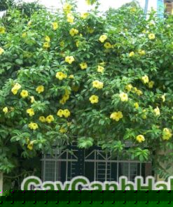 Cây Huỳnh Đệ