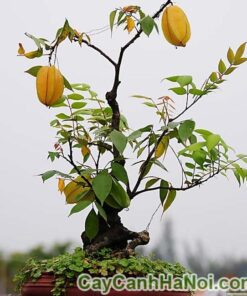 Cây khế bonsai