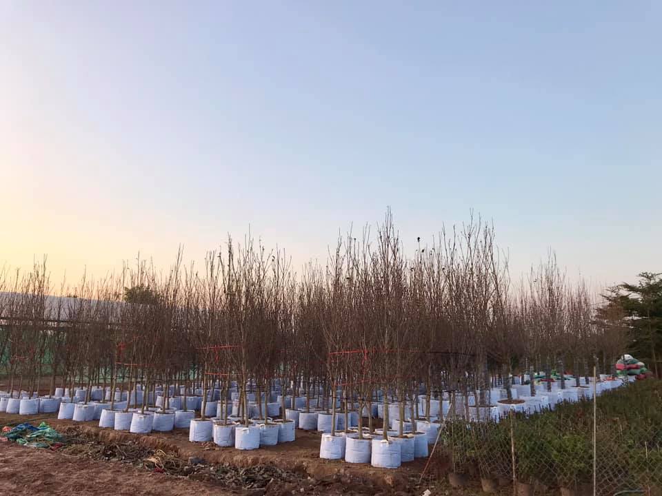 Cây Hoa Mộc Lan Đẹp