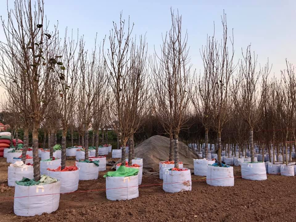 Cây Hoa Mộc Lan Đẹp