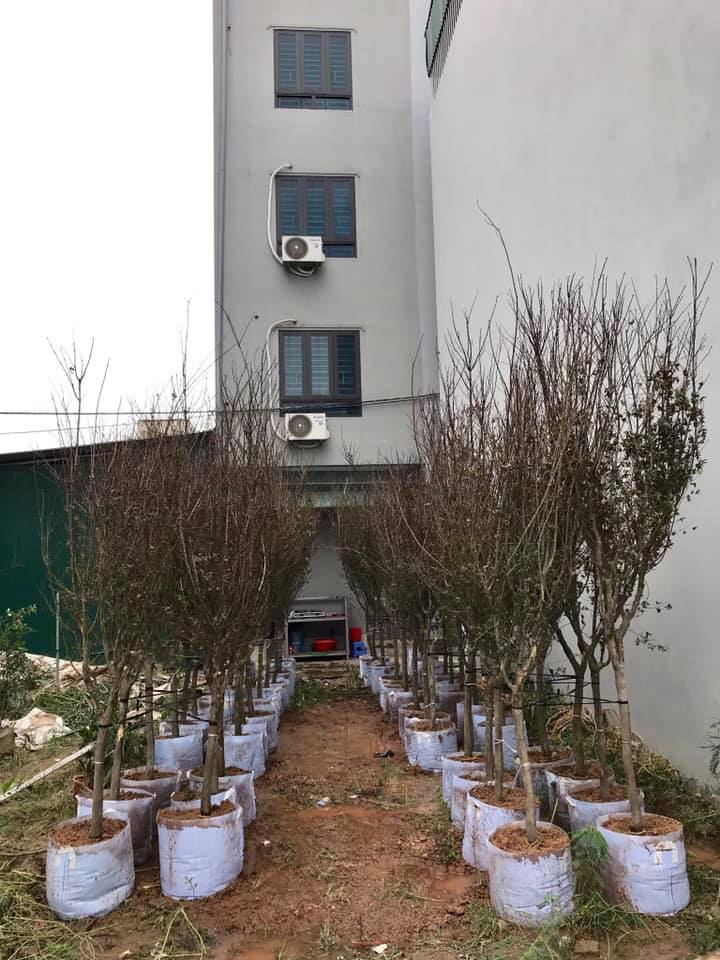Cây Hoa Mộc Lan Đẹp