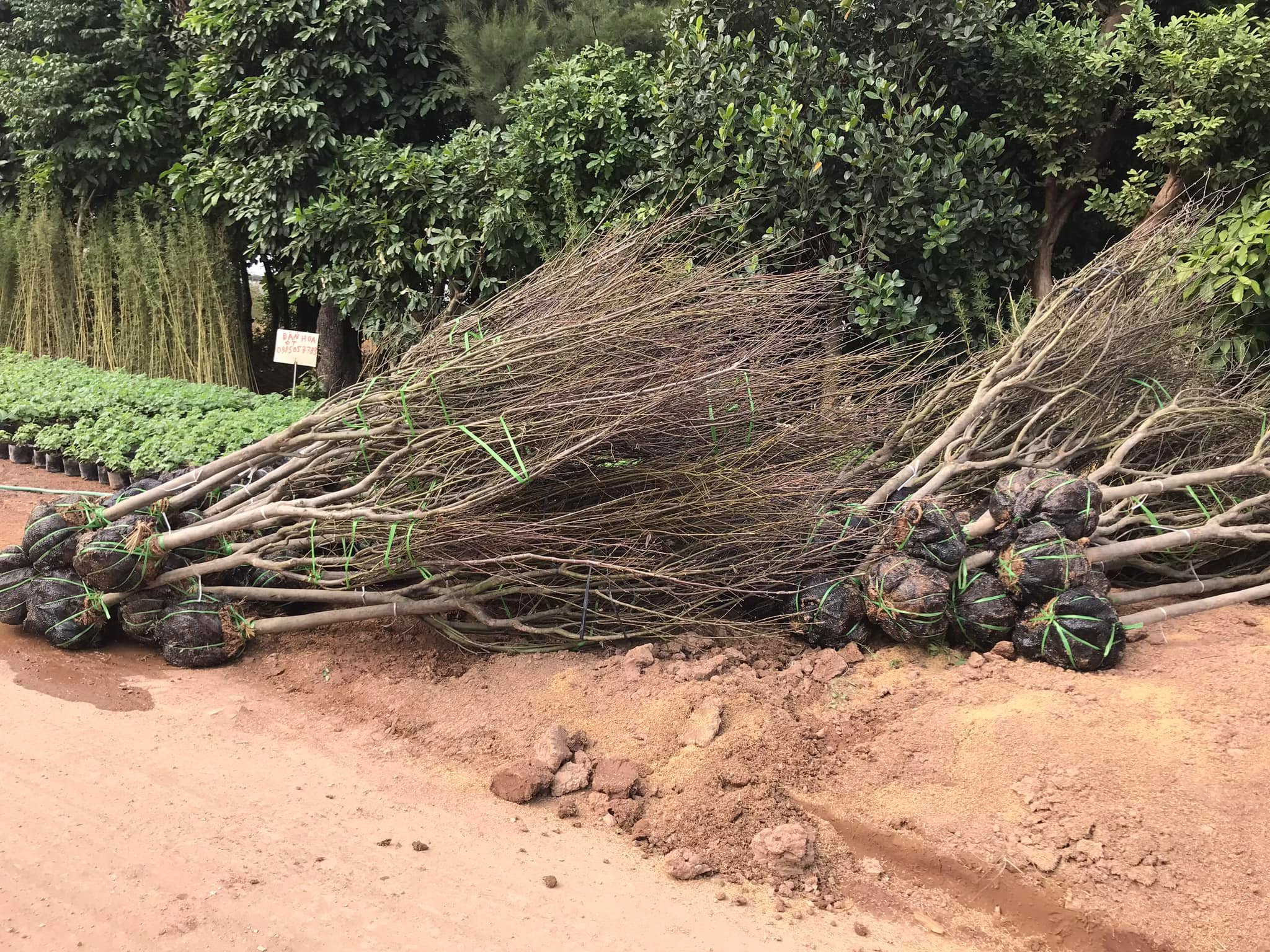 Cây Hoa Mộc Lan Đẹp