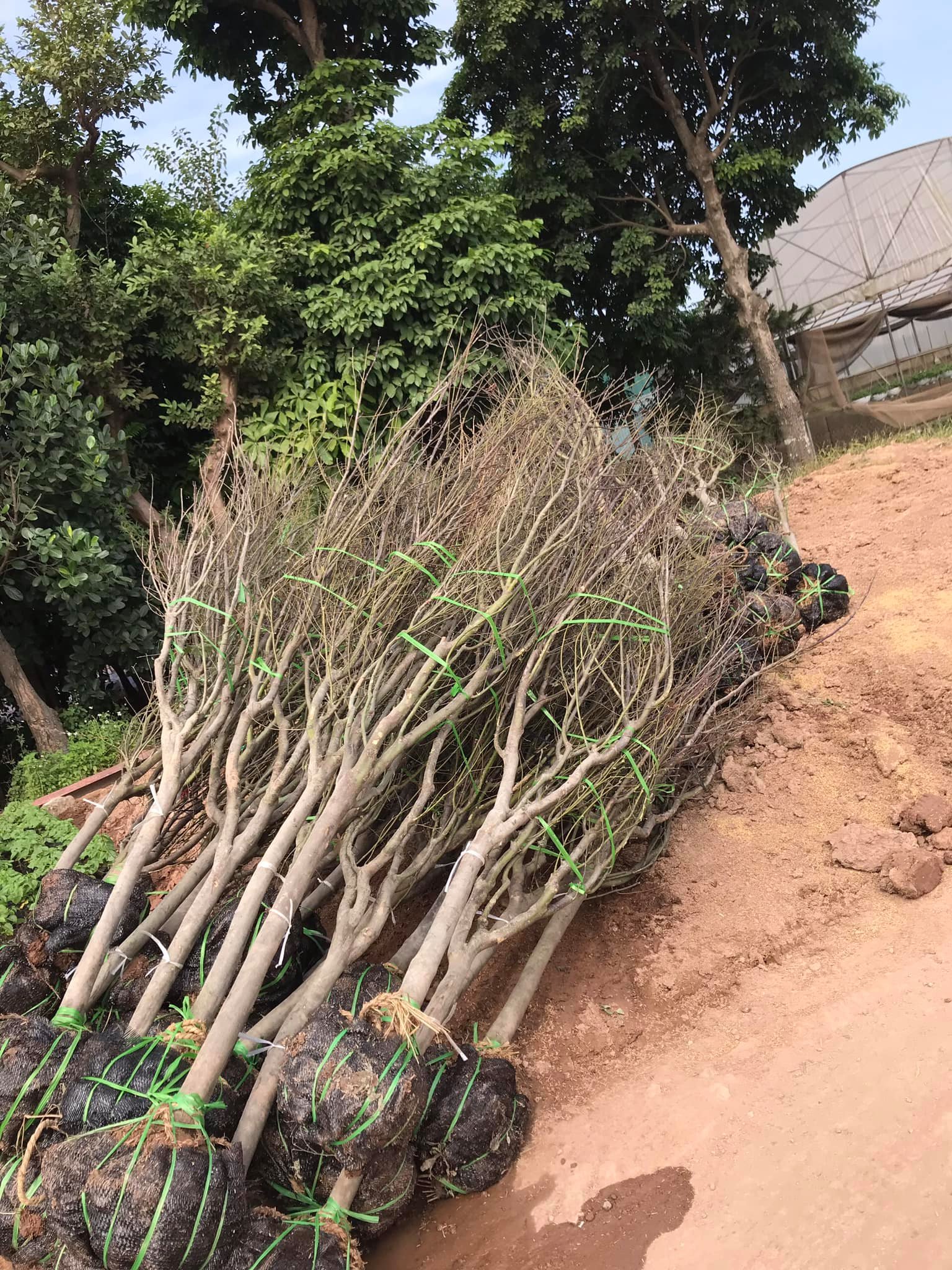 Cây Hoa Mộc Lan Đẹp