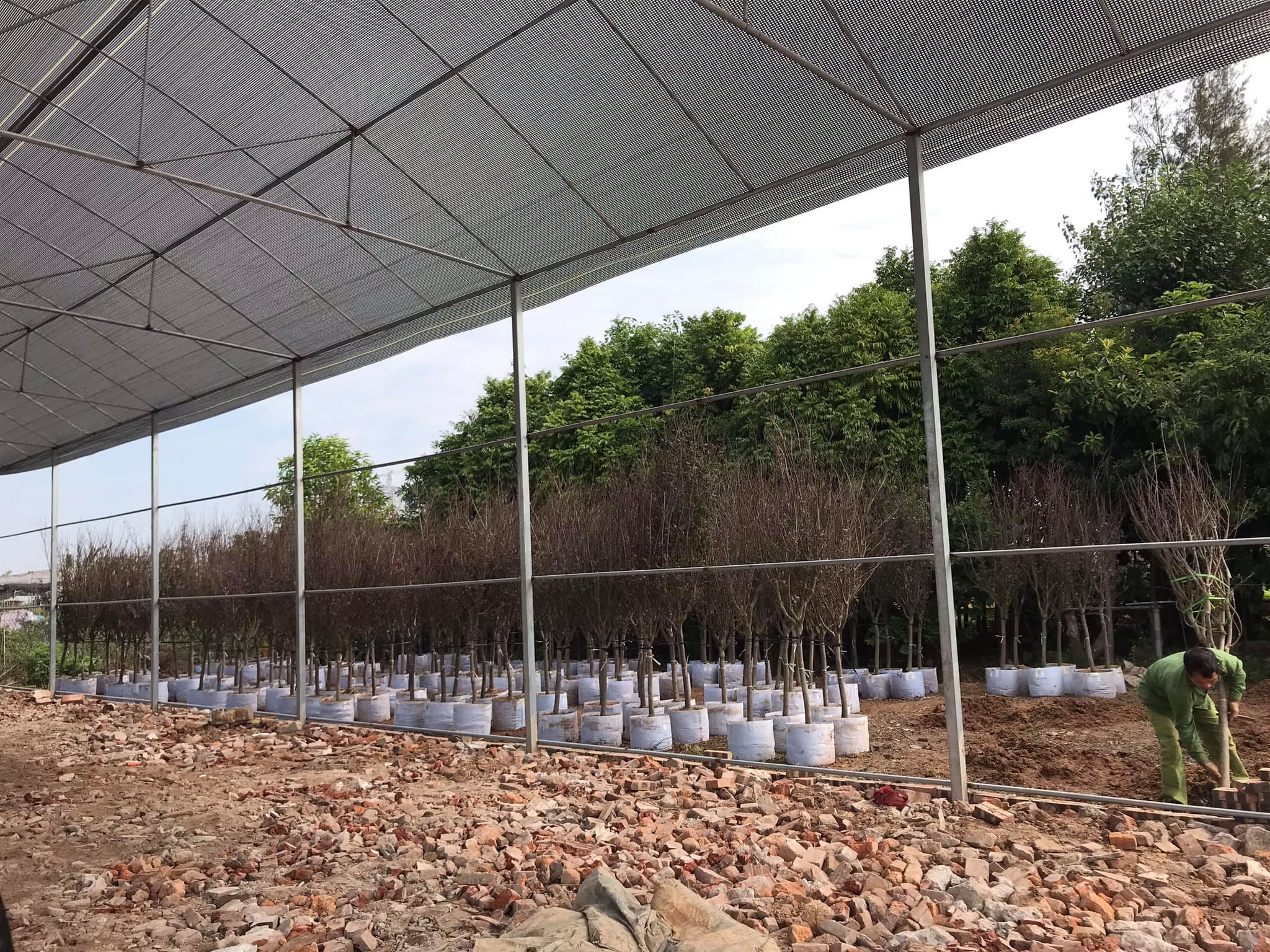 Cây Hoa Mộc Lan Đẹp