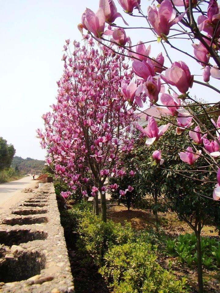 Cây Hoa Mộc Lan Đẹp