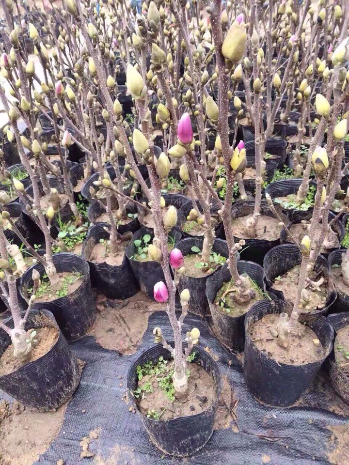 Cây Hoa Mộc Lan Đẹp