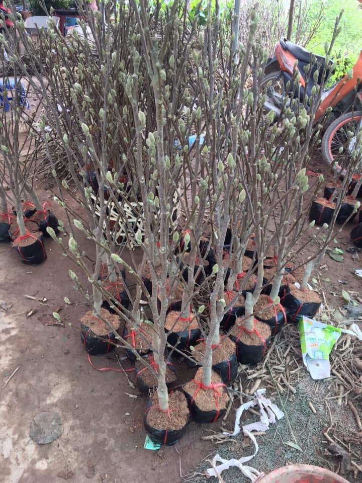 Cây Hoa Mộc Lan Đẹp