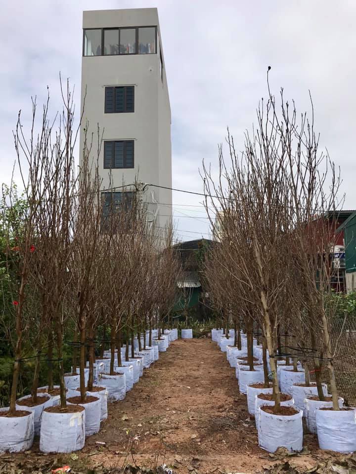 Cây Hoa Mộc Lan Đẹp