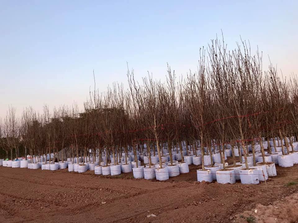 Cây Hoa Mộc Lan Đẹp