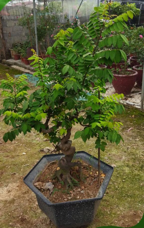 Cây khế Bonsai