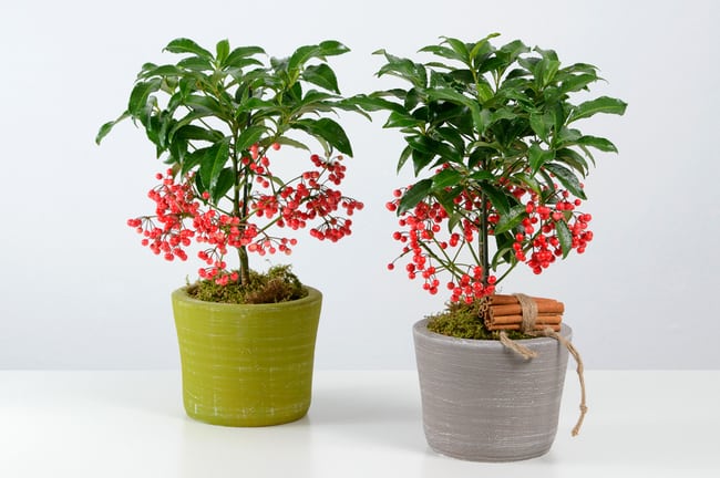 Cây Kim Ngân Lượng cho ngày tết
