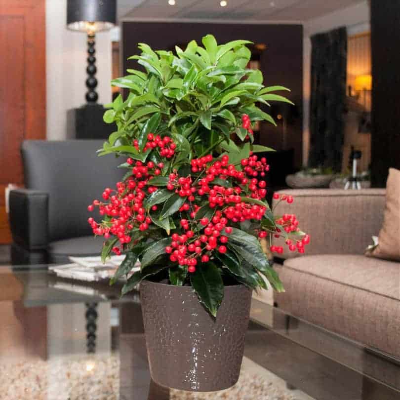 Cây Kim Ngân Lượng cho ngày tết