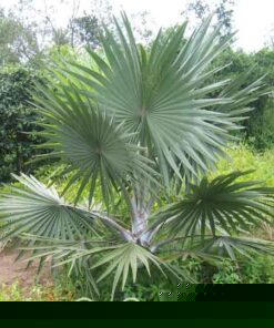Cây Kè Bạc
