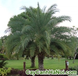 Cây Cọ Dầu