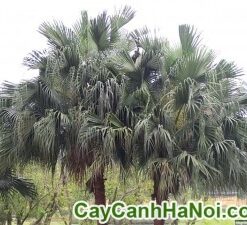 Cây Cọ Tàu