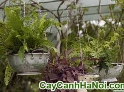 Cây Dương Xỉ Chậu Treo
