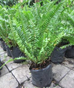 Cây Dương Xỉ Chậu Treo