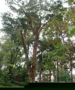 Cây Gõ Đỏ