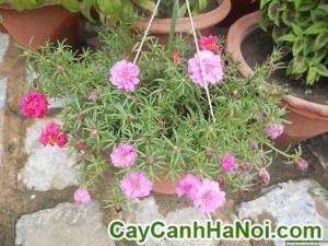 Cây Hoa Mười Giờ Chậu Treo