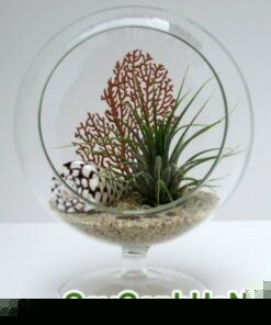 Cây Không Khí Treo Thủy Tinh