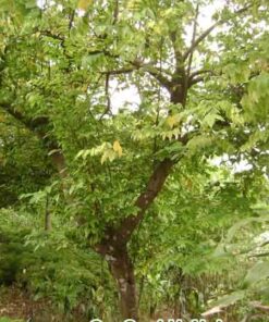 Cây Khế Công Trình
