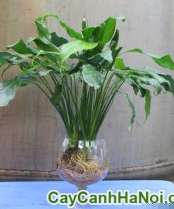 Cây Lan Ý Trong Nước