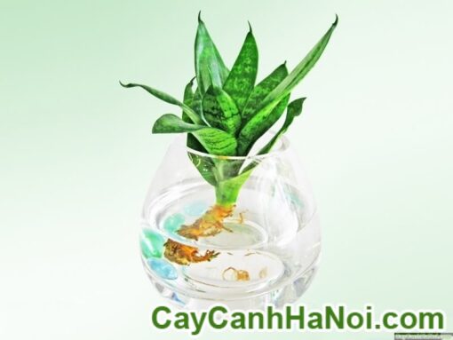 Cây Lưỡi Mèo Trong Nước