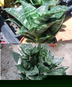 Cây Lưỡi Mèo