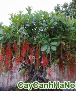 Cây Lộc Vừng