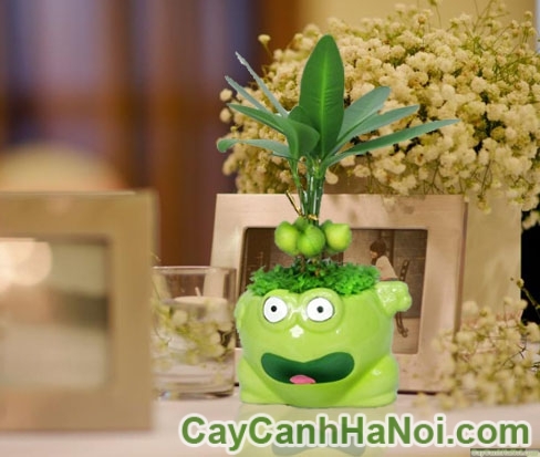 Cây May Mắn Chú Ếch