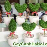 Cây May Mắn Chậu Trái Tim Trang Trí