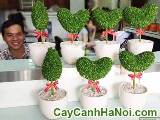 Cây May Mắn Chậu Trái Tim Trang Trí