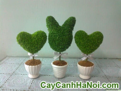Cây May Mắn Chậu Trái Tim Trang Trí