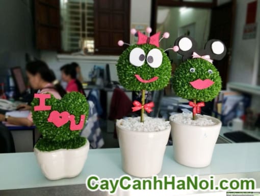 Cây May Mắn Chậu Trái Tim Trang Trí