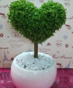 Cây May Mắn Chậu Trái Tim Trang Trí