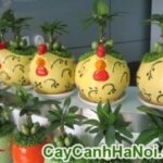 Cây May Mắn Gà Trống