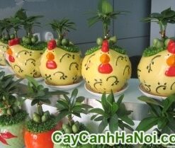 Cây May Mắn Gà Trống