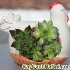 Cây May Mắn Gà Trống