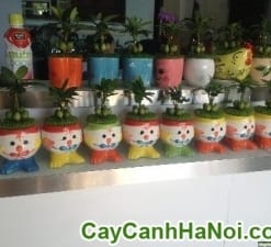 Cây May Mắn Gà Trống